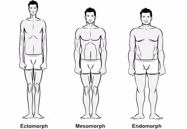 Körpertyp Endomorph - Muskelaufbau & Definition