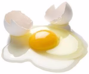 Egg Protein Egg Protein