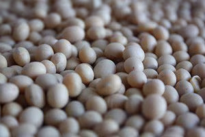 Soja Protein Soja Protein
